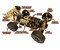 Z06- Evolution V2 Racebuggy, RTR